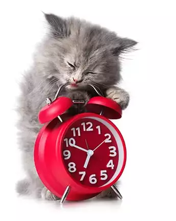 a cat chewing on the top of a red clock alarm