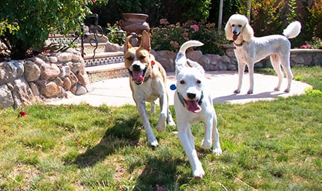 Pet Vaccinations in Cincinnati: Dogs playing together
