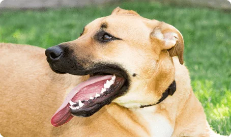 a dog smiling and showing his white teeth