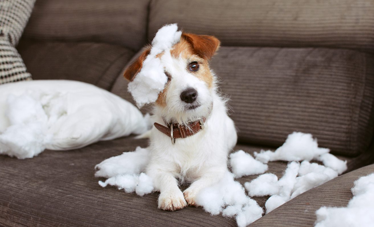 a jack russell terrier laying on a couch that has destroyed a pillow with filling all over him