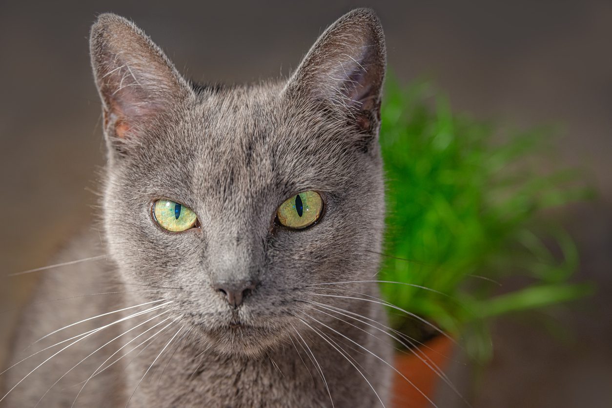 a closeup of a gray cat