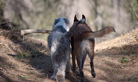 two dogs walking together with a big stick in their mouths in a forest