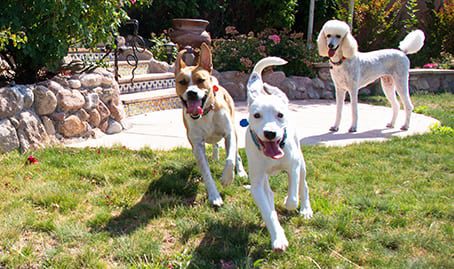three dogs running around in a backyard on a sunny day