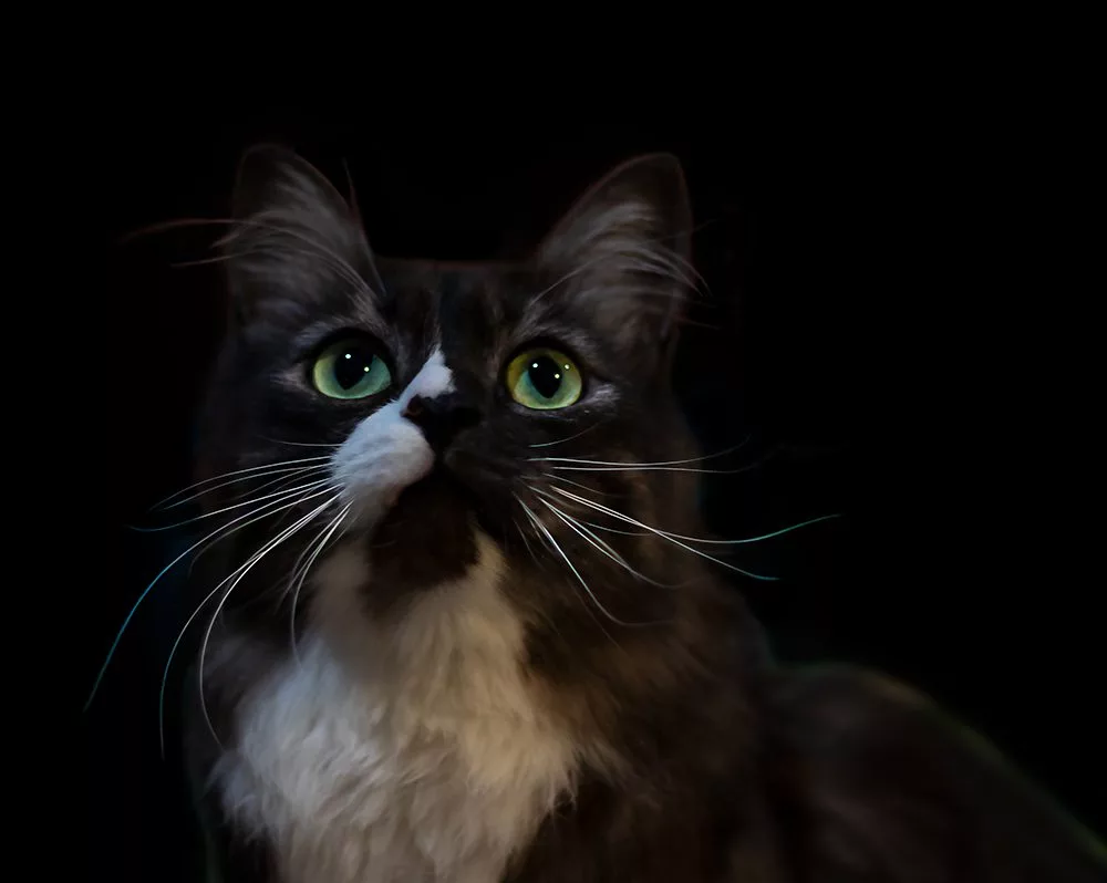 a cat in the dark looking up