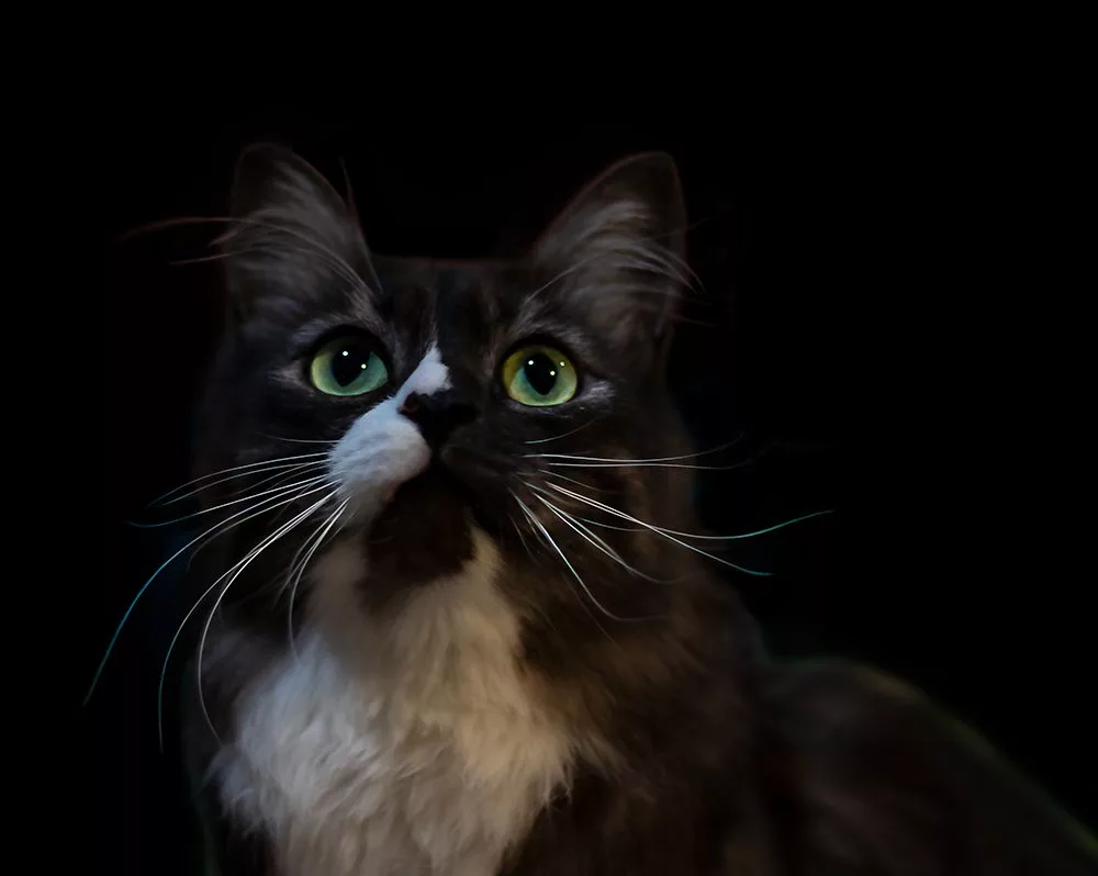 Can Cats See In The Dark?