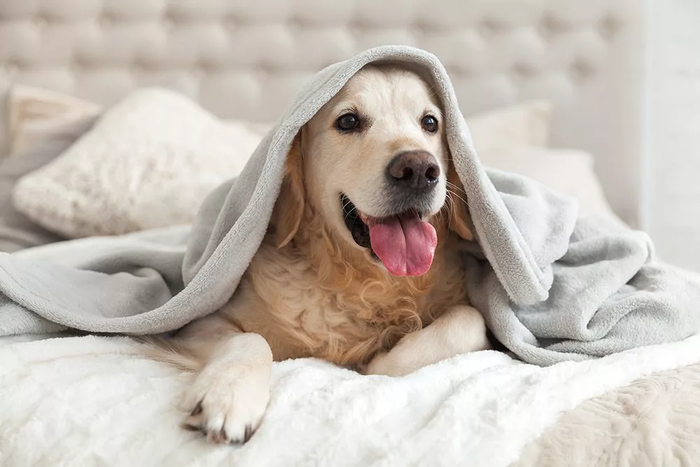 a dog laying under a blanker on a bed