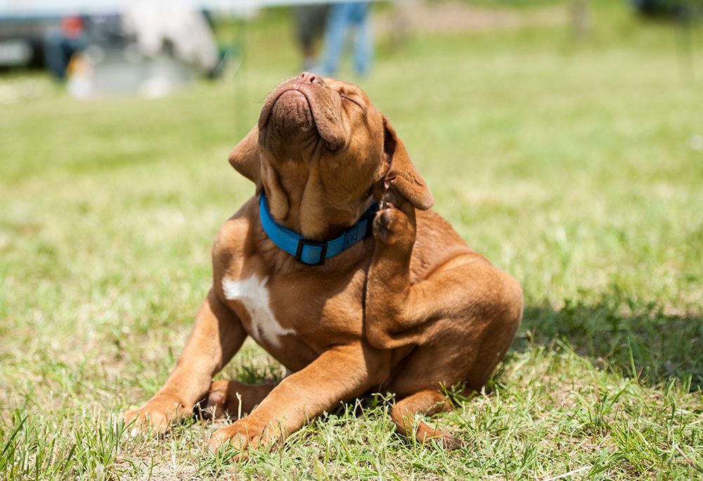 a dog scratching his ear with his left hind leg while laying in the grass