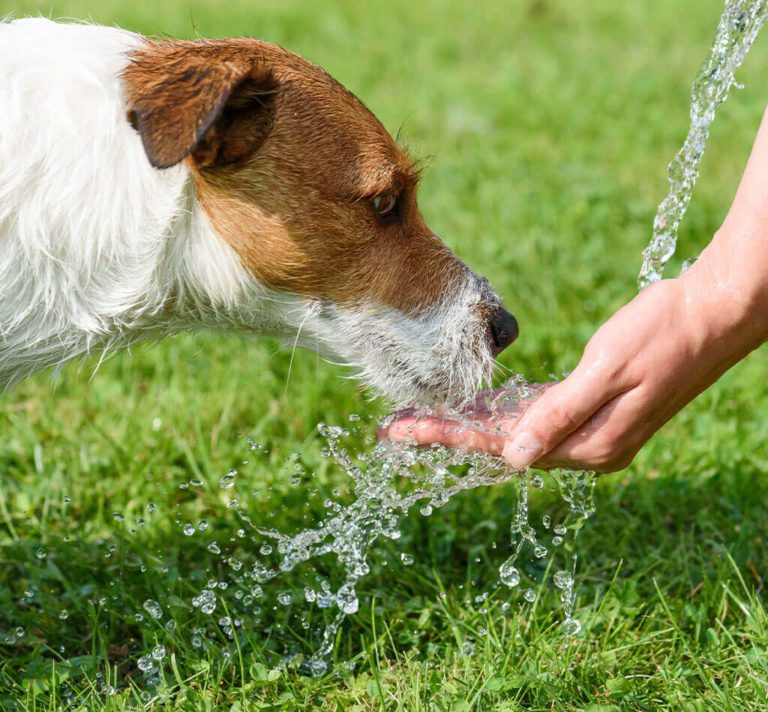 6-signs-of-heat-stroke-in-dogs-in-cincinnati-oh-carey-animal-hospital