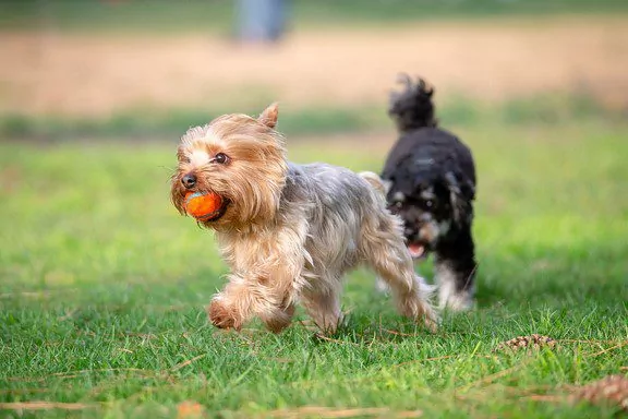 two dogs playing with an orange ball in a dog park