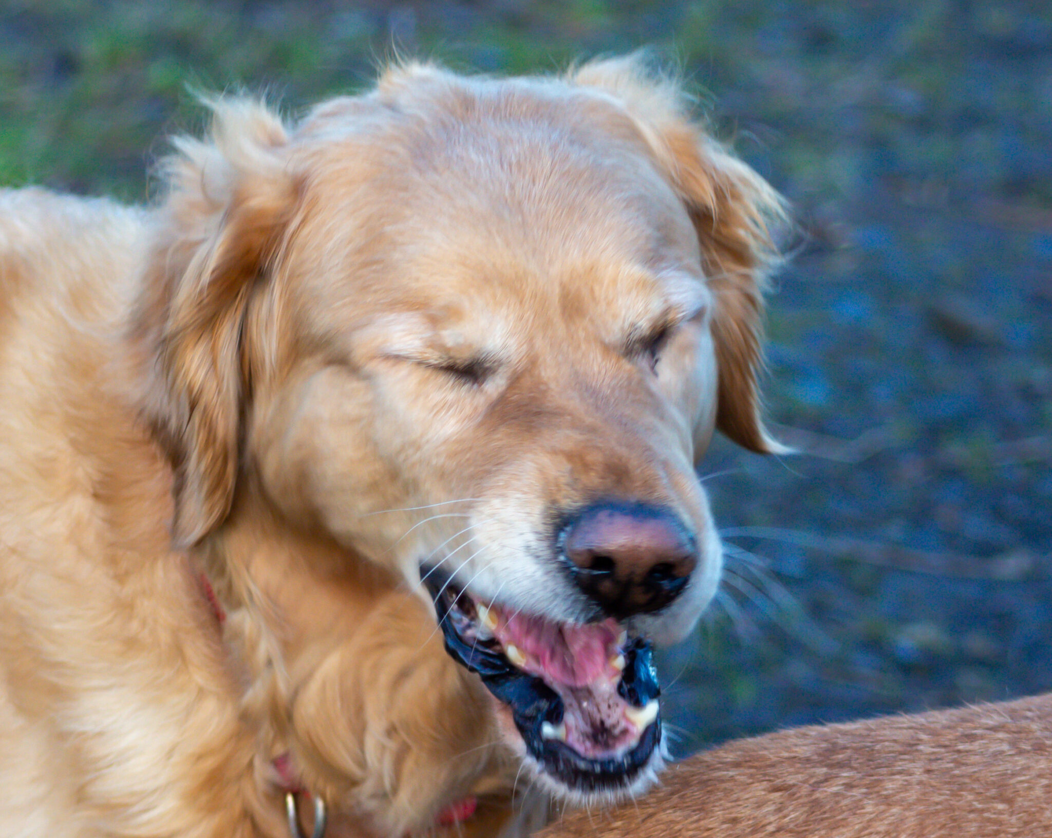 dog with canine respiratory virus
