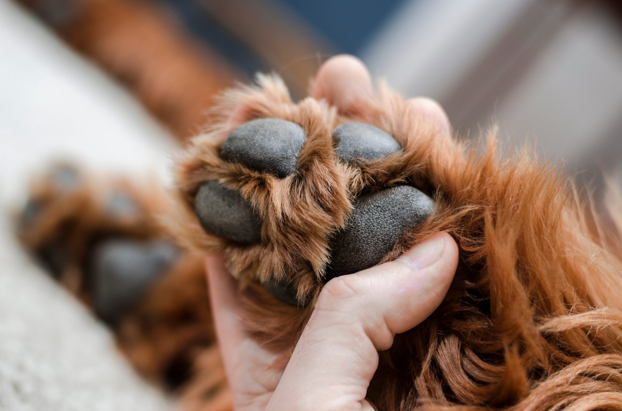 Volunteer caring for a rescued dog