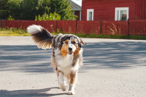 friendly-dog-running-and-wagging-its-tail