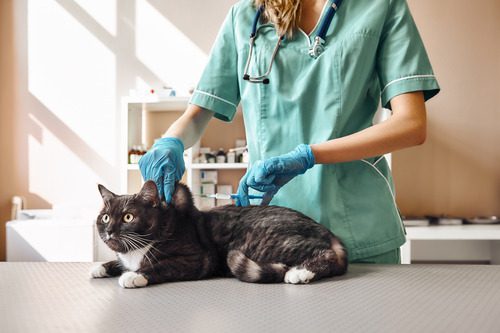 female-vet-administering-vaccine-to-black-and-white-cat-at-clinic