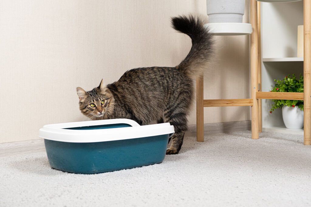 domestic cat standing beside her litter box