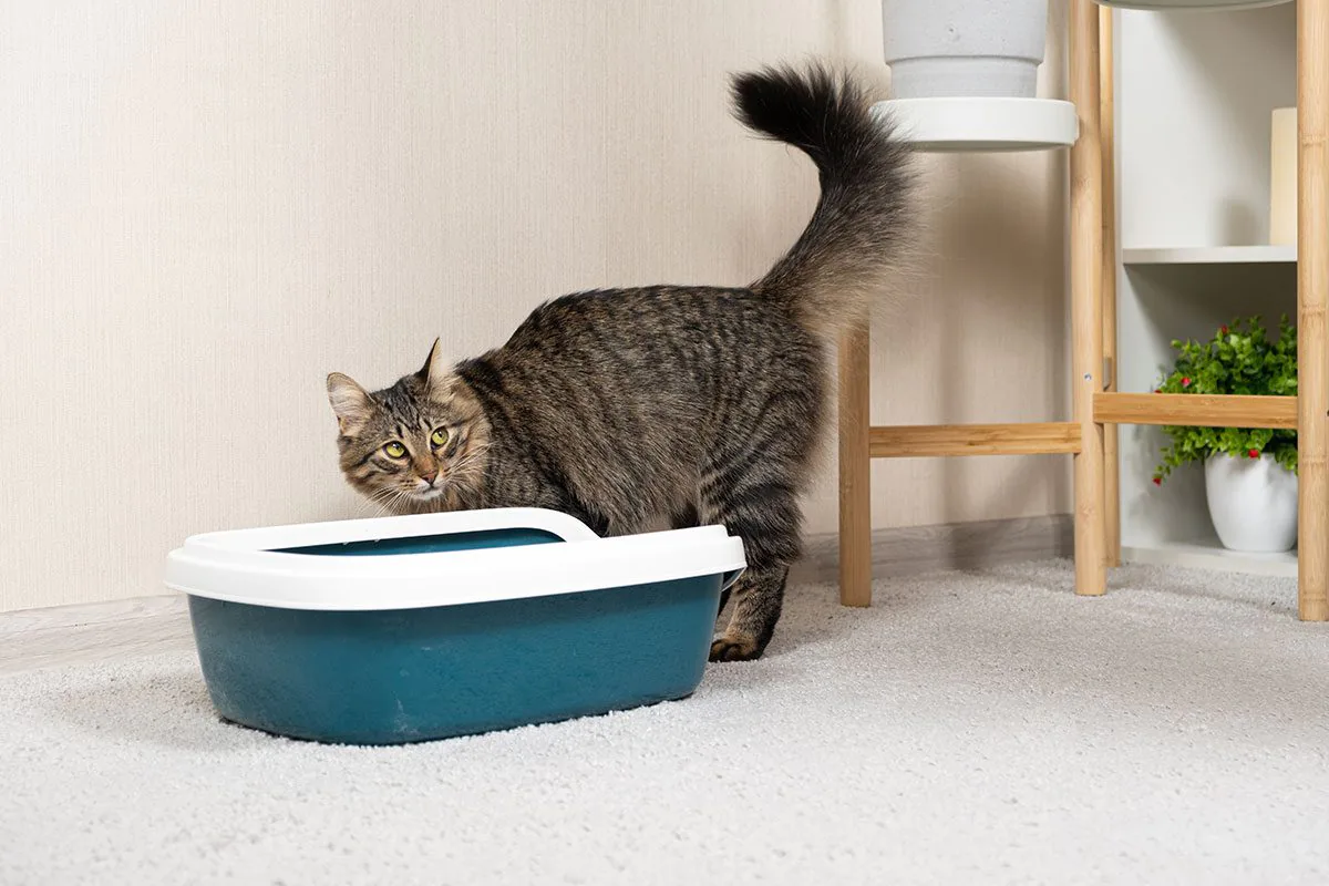 how to cat is pooping outside the litter box