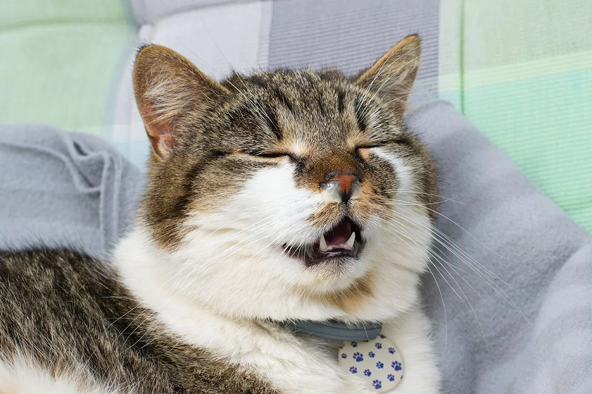 Domesticated cat with runny nose in the process of sneezing