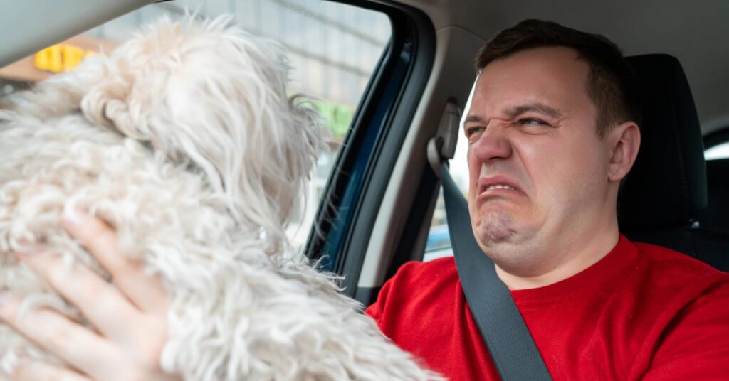 young man holding small white dog in front of him in the car while grimacing