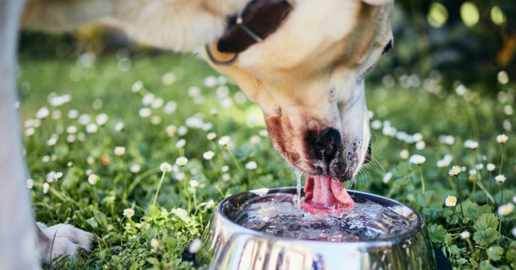 dog drinking water from a bowl in the grass