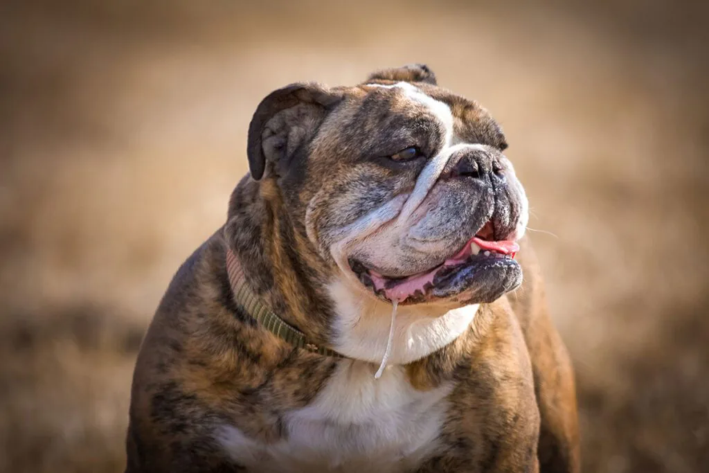 English bulldog drooling