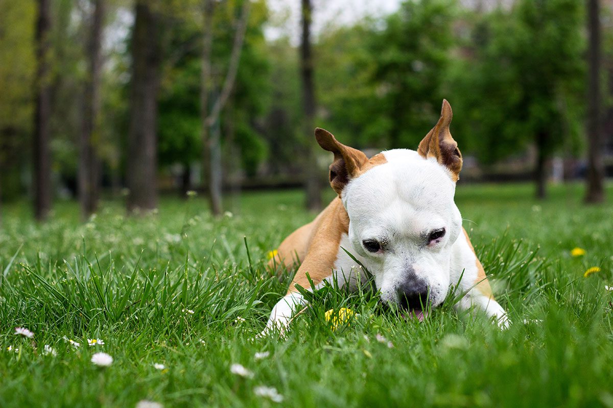 Why Do Dogs Eat Grass? - Carey Animal Hospital